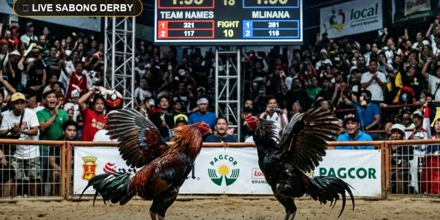 Sabong Betting PH222 Live Online Derby Matches & Odds